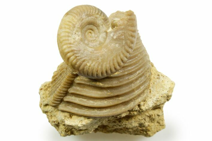 Jurassic Ammonite (Oppelia) and Bivalve (Trigonia) Fossil - France #367818